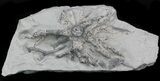 Wide Crinoid (Eucalyptocrinus) Holdfast #33935-1